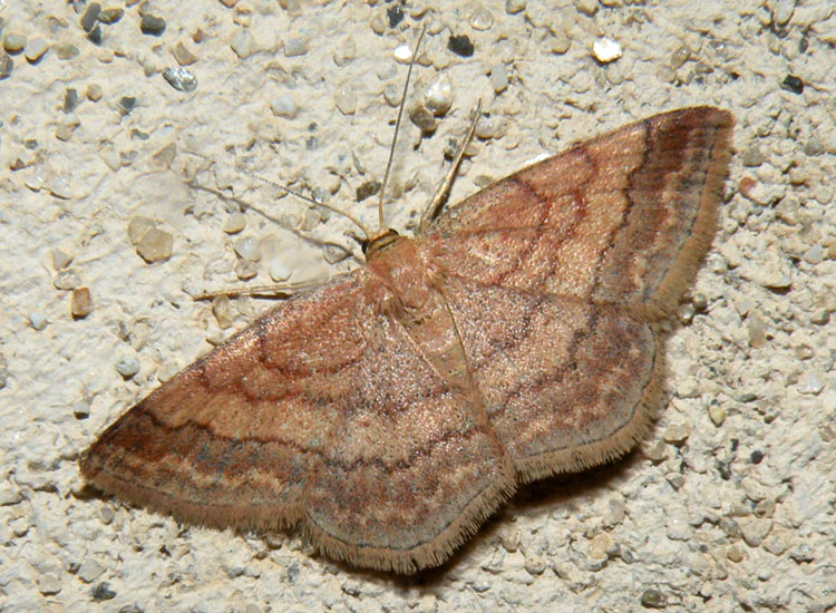 Idaea o Scopula?